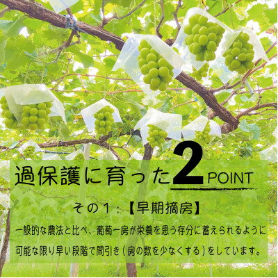 【ふるさと納税】朝もぎ直送!!過保護に育った葡萄『のびのび育てたシャインマスカット』3～6房【配送不可地域：離島】【1370173】 2