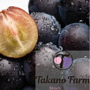 【ふるさと納税】【先行受付】【数量限定】Takano Farmの藤稔　約1.4〜1.5kg(2〜3房入)【配送不可地域：離島】【1371862】