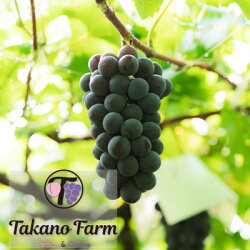 【ふるさと納税】【先行受付】【数量限定】Takano Farmの藤稔　約1.4〜1.5kg(2〜3房入)【配送不可地域：離島】【1371862】 画像1