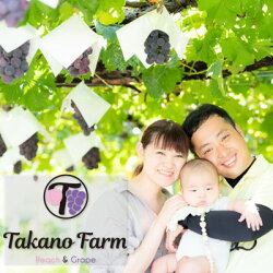 【ふるさと納税】【先行受付】【数量限定】Takano Farmの藤稔　約1.4〜1.5kg(2〜3房入)【配送不可地域：離島】【1371862】 画像2