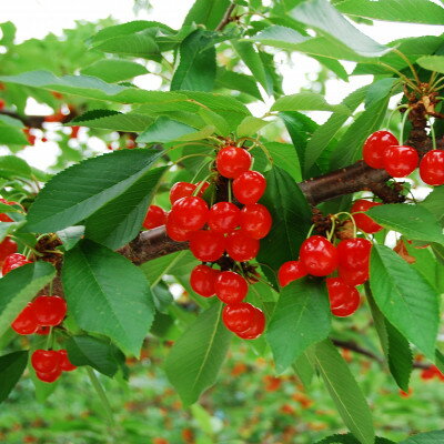 【ふるさと納税】垣根栽培さくらんぼ　紅秀峰2Lサイズ　1kg(500g×2パック入り)バラ詰め【配送不可地域...