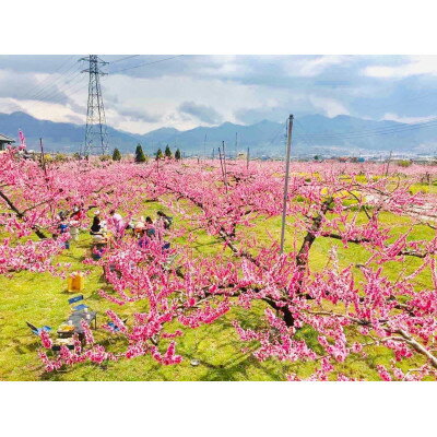 【ふるさと納税】3/26〜4/9　一年でわずか2週間あまりの絶景、桃のお花見とアロマトリートメントでリラクゼーション【1385022】