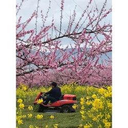 【ふるさと納税】3/26〜4/9　2週間あまりの絶景、桃のお花見とアロマトリートメントでリラクゼーションスペシャル【1385693】 画像2