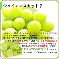 【ふるさと納税】安心のクール便発送　シャインマスカット 4kg (6〜8房)【配送不可地域：離島・北海道・沖縄県・中国・四国・九州】【1398968】 画像1