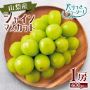 【ふるさと納税】【2025年発送】シャインマスカット1房(1房600g以上)【配送不可地域:離島】【1418662】