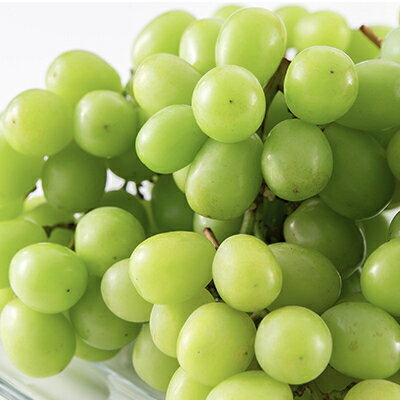 【ふるさと納税】【2026年先行予約】【訳あり】山梨市産シャインマスカット1kg以上(2～3房)_ ふるさと納税 フルーツ 果物 訳アリ ブドウ ぶどう マスカット 葡萄 くだもの わけあり ふるさと 産地直送 山梨 山梨県 山梨市 人気 美味しい 【配送不可地域：離島】【1427896】