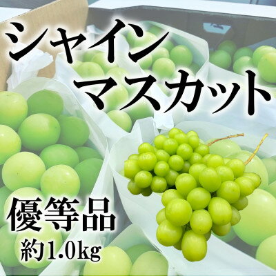 山梨県山梨市産　旬の採れたてシャインマスカット　優等品　約1kg　2～3房【配送不可地域：離島】【1459692】