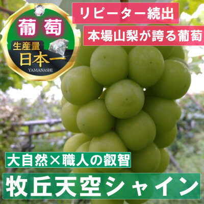 21位! 口コミ数「0件」評価「0」【2024年10月上旬発送】「幻の牧丘天空シャインマスカット」 約1kg(2～4房)【配送不可地域：離島・北海道・中国・四国・九州】【147･･･ 