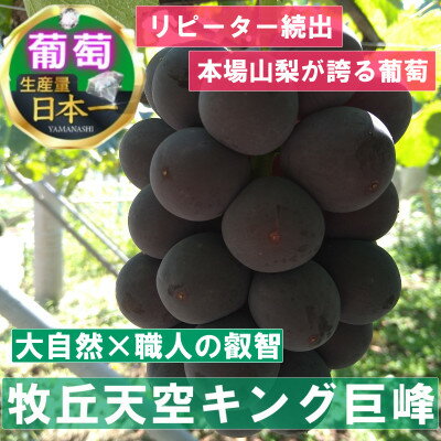 43位! 口コミ数「0件」評価「0」【2024年10月上旬発送】「幻の牧丘天空キング巨峰」 約1kg(2～4房)【配送不可地域：離島・北海道・沖縄県・中国・四国・九州】【147･･･ 