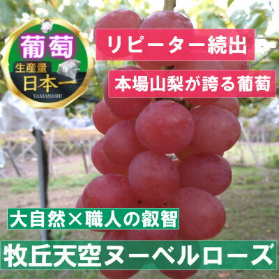 14位! 口コミ数「0件」評価「0」【2024年10月下旬発送】「幻の牧丘天空ヌーベルローズ」 約1kg(2～4房)【配送不可地域：離島・北海道・沖縄県・中国・四国・九州】【1･･･ 