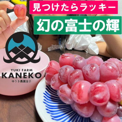 【ふるさと納税】【見つけたらラッキー】この時期しか食べれない数に限りのある希少品種富士の輝2025年9月下旬より発送【配送不可地域:離島】【1495749】