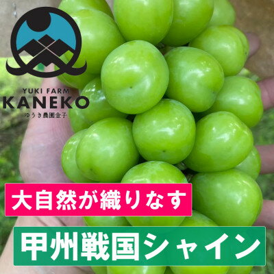 【ふるさと納税】【本場の旬を堪能】本場山梨の甲州戦国シャインマスカットお試し2025年9月下旬より発送【配送不可地域:離島】【1497105】