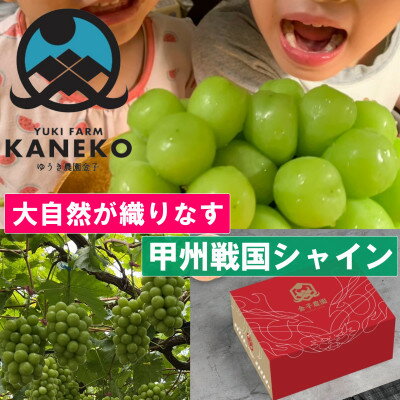 【ふるさと納税】【山梨の大自然×本場山梨の匠】山梨が織りなす甲州戦国シャインマスカット2025年9月下旬より発送【配送不可地域:離島】【1497110】