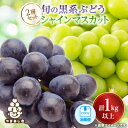 【ふるさと納税】【2026年発送 先行予約】山梨産シャインマスカットと黒系葡萄2色セット【配送不可地域:離島】【1564591】