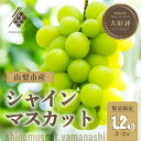 【ふるさと納税】シャインマスカット 2~3房(計約1.2kg)【訳あり】【配送不可地域:離島・沖縄県】【1567960】