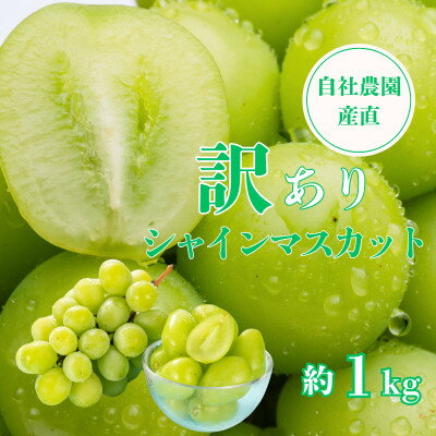【ふるさと納税】【訳あり】シャインマスカット 約1kg 山梨県産 自社農園直送!完熟収穫!【配送不可地域:離島】【1580889】