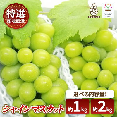 【ふるさと納税】特選!シャインマスカット 山梨市産地直送 約1kg(2房/化粧箱入)、約2kg(3~4房)【配送不可地域:離島】【G1107940】