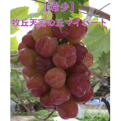 【ふるさと納税】【2026年先行予約】10月下旬より発送「牧丘天空の丘マイハート」約1kg(2～3房)【配送不可地域：離島】【1582589】