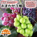 【ふるさと納税】朝もぎ直送!!過保護に育った葡萄『おまかせ3種』3〜6房(約2kg)※数量限定【配送不可地域:離島】【1643715】