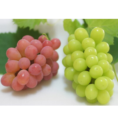 [2026年発送]サンシャインレッド&シャインマスカット 贅沢2色食べ比べ 計1kg [農福連携][配送不可地域:離島]