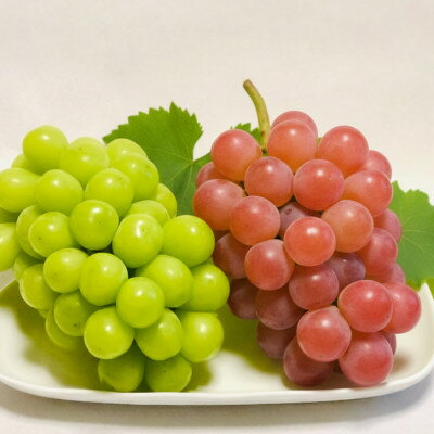 [2026年発送]シャインマスカット&サンシャインレッドにこにこ食べ比べセット計1kg[数量限定][配送不可地域:離島]