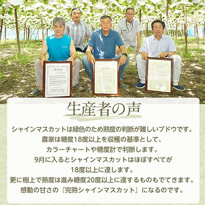 【ふるさと納税】【2026年先行予約】完熟 シャインマスカット 2房 (1kg以上) 世界農業遺産認定地特産_ ふるさと納税 ふるさと マスカット ぶどう ブドウ 葡萄 フルーツ 果物 くだもの 人気 美味しい 山梨県 山梨市 山梨 【配送不可地域：離島】【1117448】