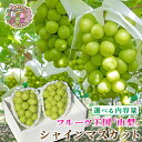 【ふるさと納税】2026年発送 山梨県産 シャインマスカット 約500g / 約1kg / 約2.5kg _ シャインマスカット マスカット 果物 くだもの フルーツ 葡萄 ぶどう 人気 おすすめ 送料無料 山梨 秀品【配送不可地域:離島・沖縄県】【G1272527】