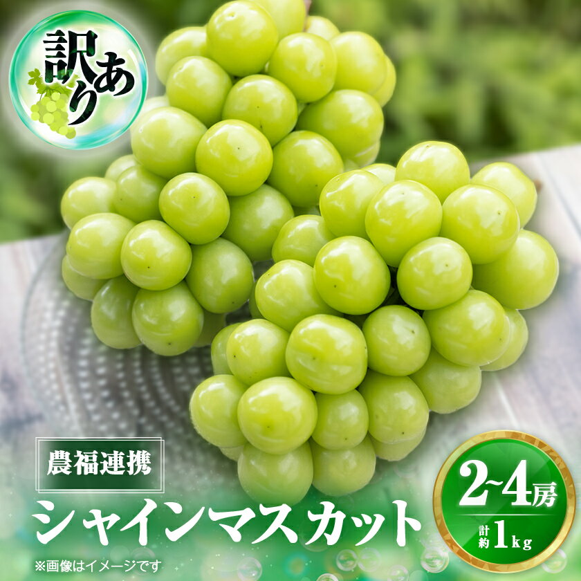 2026年先行予約[見た目は訳あり?味は満足!]農福連携シャインマスカット計1kg[ご家庭用][配送不可地域:離島]