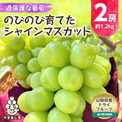 朝もぎ直送! 過保護な葡萄『のびのび育てたシャインマスカット』2房・特典付き【配送不可地域：離島】【1275941】