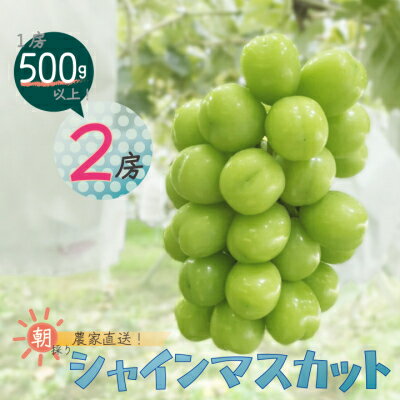 【ふるさと納税】シャインマスカット 2房 入り 1kg 以上_ ふるさと納税 ふるさと マスカット ぶどう ブドウ 葡萄 フルーツ 果物 くだもの 人気 美味しい 山梨県 山梨市 山梨 送料無料【配送不可地域:離島】【1292440】