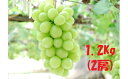 【ふるさと納税】山梨市産 シャインマスカット 1.2Kg(約...