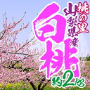 【ふるさと納税】【先行予約 開始】 桃の里 山梨県産 完熟桃
