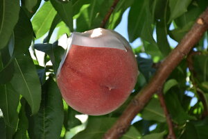 【ふるさと納税】日本各地のおいしい桃を予算1万円で取り寄せたい！