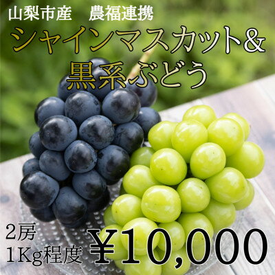 【ふるさと納税】山梨市産農福連携 シャインマスカット&黒系ぶどう 各1房(2房合計1kg程度)【配送不可地域：離島】【1271080】のサムネイル