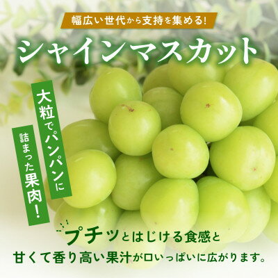 【ふるさと納税】農園直送!濃厚シャインマスカット　約1kg(1～2房入り) ふるさと納税【配送不可地域：離島、沖縄県】【1299620】