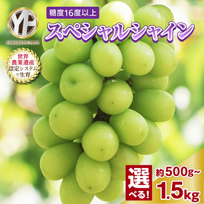 【ふるさと納税】シャインマスカット 500g 1kg 1.5kg フルーツ王国山梨産 厳選 YAMANASHI PRIDE 1房〜4房 選べる内容量 _フルーツ 果物 ぶどう ブドウ マスカット 葡萄 くだもの ギフト プレゼント ふるさと 人気 山梨 山梨県 山梨市 【配送不可地域：離島】のサムネイル