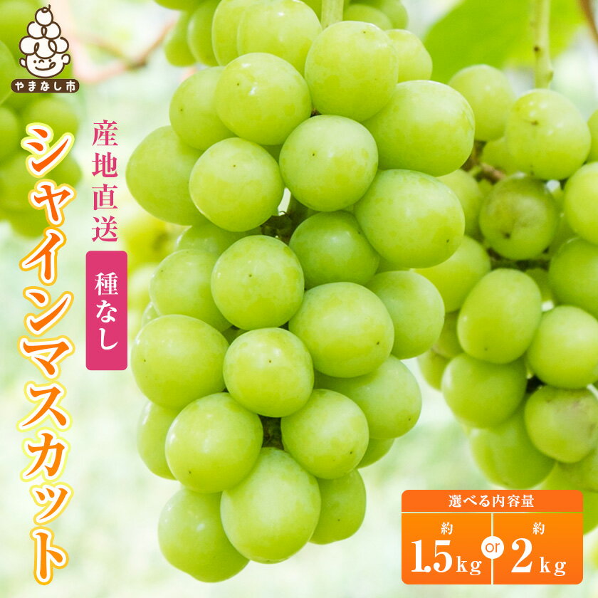 シャインマスカット 約 1.5kg / 2kg (2〜3房 / 3〜4房) 銀河農園まきおかのシャインマスカット (種なし)_ ふるさと納税 ふるさと マスカット ぶどう ブドウ 葡萄 フルーツ 果物 くだもの 送料無料[配送不可地域:離島][G1111663]