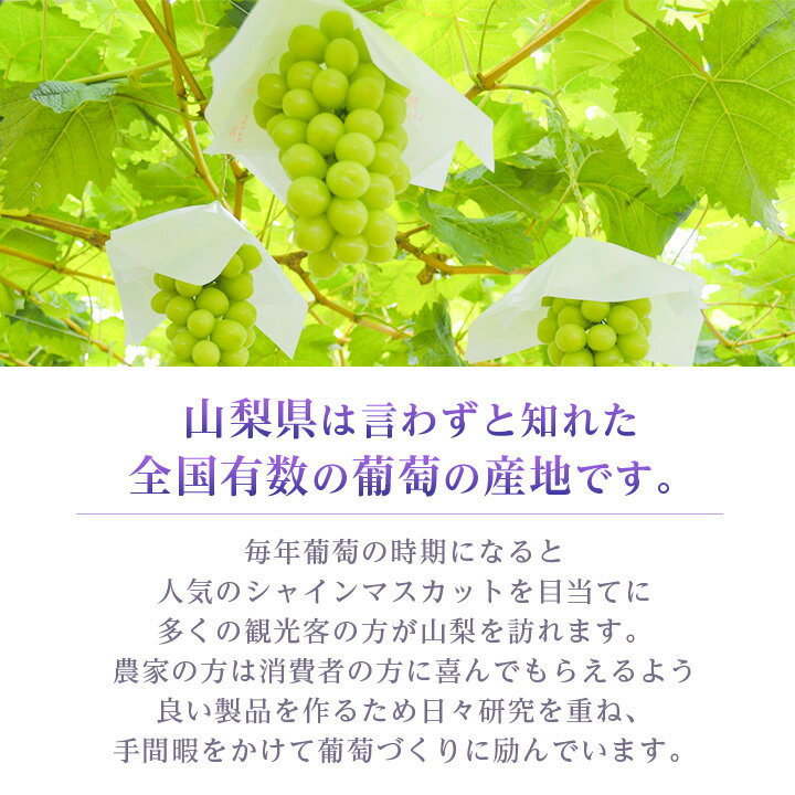 【ふるさと納税】大人気!山梨のシャインマスカット2〜3房　1.1kg以上【1274436】