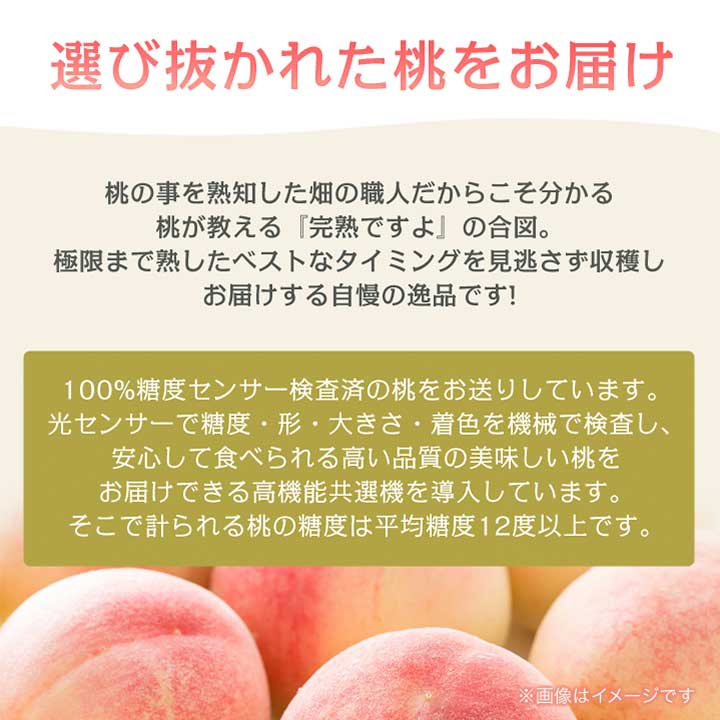 【ふるさと納税】《2026年発送　先行予約》桃 『白鳳系』 約2kg 5～8玉 朝もぎ直送! 選び抜かれた桃_ ふるさと納税 ふるさと もも モモ 白鳳 フルーツ 果物 くだもの 山梨県 山梨市 山梨 人気 送料無料【配送不可地域：離島】【1275881】