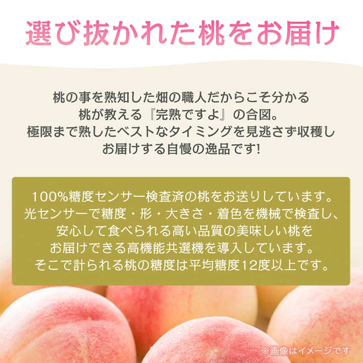 【ふるさと納税】《2026年発送　先行予約》桃 『白桃系』 約2kg 5～8玉 朝もぎ直送! 選び抜かれた桃_ ふるさと納税 ふるさと もも モモ フルーツ 果物 くだもの 山梨県 山梨市 山梨 人気 送料無料【配送不可地域：離島】【1275890】