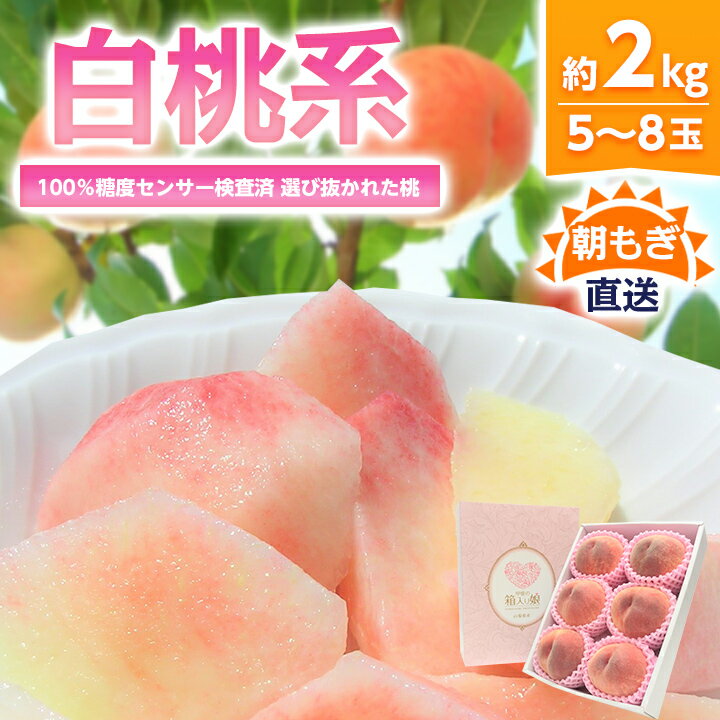 【ふるさと納税】桃 『白桃系』 約2kg 5～8玉 朝もぎ直送!【高機能共選機使用】選び抜かれた桃 _ ふるさと納税 ふるさと もも モモ フルーツ 果物 くだもの 山梨県 山梨市 山梨 人気 送料無料【配送不可地域：離島】【1275890】