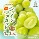 【ふるさと納税】【訳あり】 池田青果のシャインマスカット2房〜3房(1kg / 1.1kg / 1.2kg) ふるさと納税 _ シャインマスカット ぶどう 葡萄...