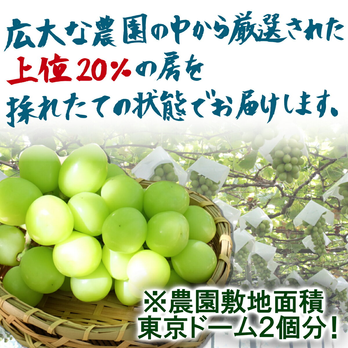 【ふるさと納税】山梨県産 シャインマスカット 2房 1kg 以上　【農林水産大臣賞受賞】※2024年9月から発送