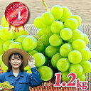 1位! 口コミ数「9件」評価「4.67」シャインマスカット 山梨県産 <レビューキャンペーン開催中!> 楽天限定 2025年 先行 予約 シャインマスカット 社員マスカット \山梨県産 国産 / 特選 おすすめ 人気 予約 ギフト 産地直送・・・