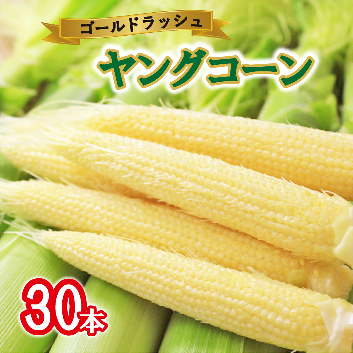 【先行予約】2024年度産 新鮮朝採り ヤングコーン※離島への配送不可※着日指定不可