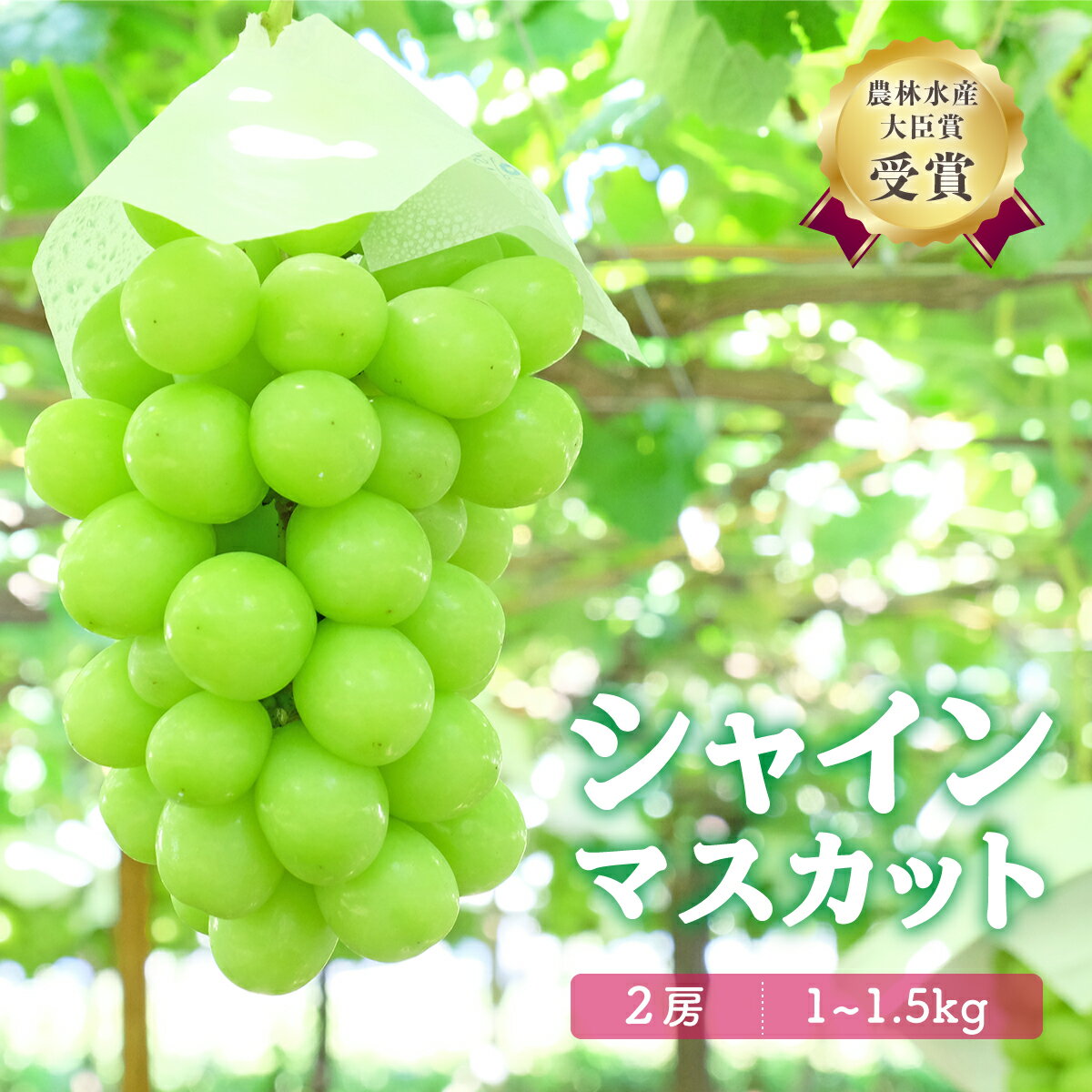 【ふるさと納税】【農林水産大臣賞】山梨県産シャインマスカット 2房1kgから1.5kg 2024年 8月下旬より順次発送予定 先行予約 山梨