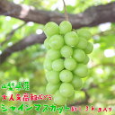 【ふるさと納税】【先行予約】【鮮度バツグン】【農家直送】ぶど...