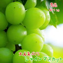 【ふるさと納税】【先行予約】【大人気】山梨県産 厳選シャイン...