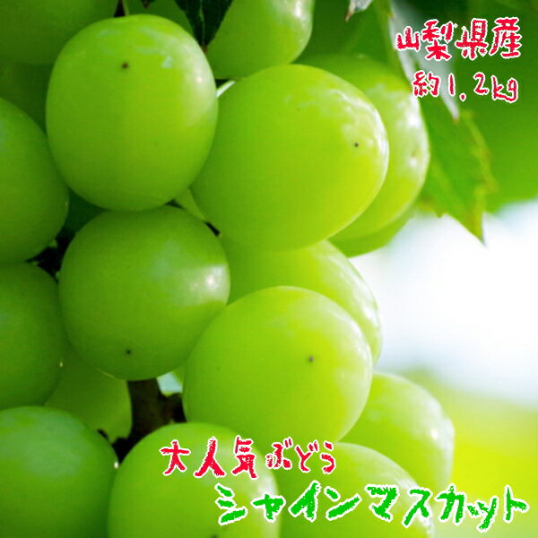 【ふるさと納税】【先行予約】【大人気】農家直送!山梨県産シャインマスカット 約1.2kg ※北海道・沖縄・その他離島への発送不可 ※2022年8月下旬〜10月下旬頃より順次発送予定
