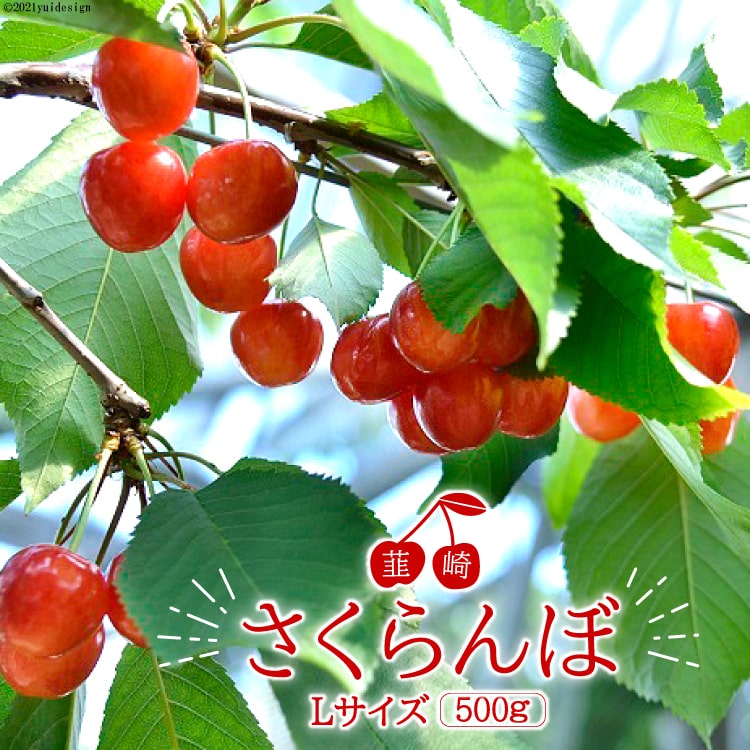 【ふるさと納税】韮崎産さくらんぼ Lサイズ500g [梨北農業協同組合 山梨県 韮崎市 20741943]のサムネイル